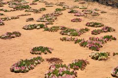 Lechenaultia macrantha