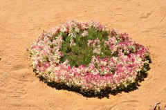 Lechenaultia macrantha