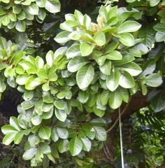 Aglaia rimosa