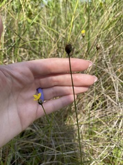Xyris baldwiniana