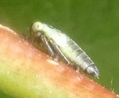Cicadellidae