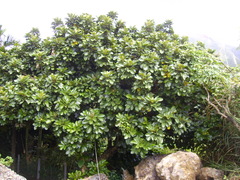 Aglaia rimosa