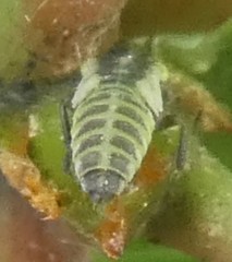 Cicadellidae