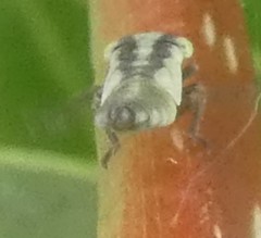 Cicadellidae