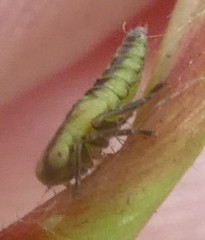 Cicadellidae