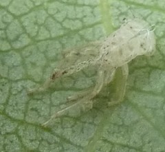 Arthropoda
