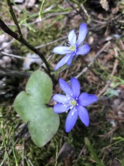 Hepatica nobilis