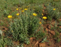 Berkheya insignis