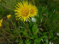 Berkheya latifolia
