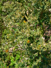 Berkheya onopordifolia
