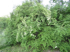 Spiraea veitchii