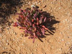 Cephalophyllum pillansii