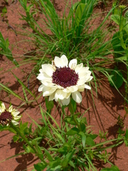 Callilepis laureola