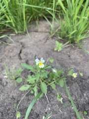 Viola arvensis