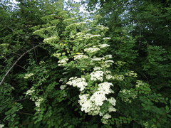 Spiraea veitchii