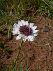 Callilepis salicifolia