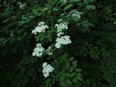 Spiraea veitchii