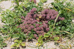 Glehnia littoralis