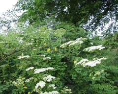 Spiraea veitchii
