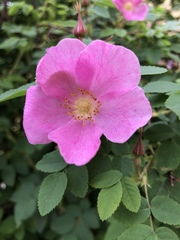 Rosa acicularis