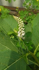Phytolacca acinosa
