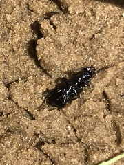 Pterostichus melanarius