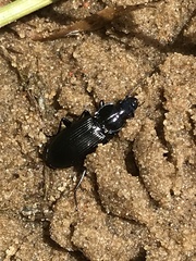 Pterostichus melanarius