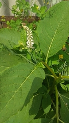 Phytolacca acinosa