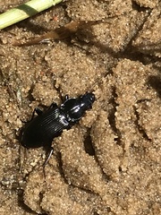 Pterostichus melanarius