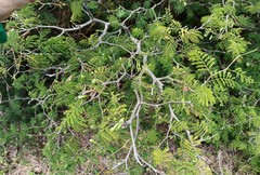 Chloroleucon acacioides