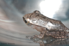 Polypedates megacephalus