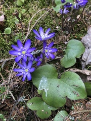 Hepatica nobilis