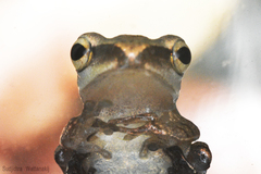 Polypedates megacephalus