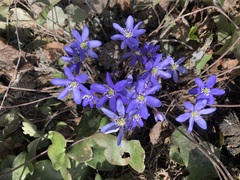 Hepatica nobilis