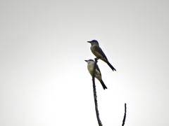 Tyrannus melancholicus