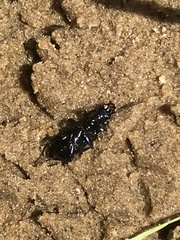 Pterostichus melanarius