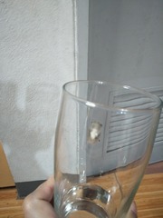 Polypedates megacephalus