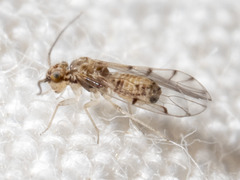 Ectopsocus californicus