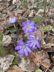 Hepatica nobilis