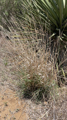 Trichloris pluriflora