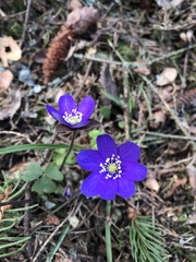 Hepatica nobilis