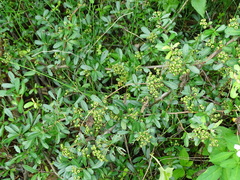 Pyracantha fortuneana