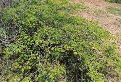 Chloroleucon acacioides