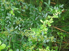 Pyracantha fortuneana