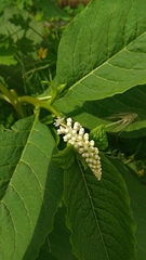 Phytolacca acinosa