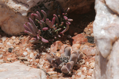 Cephalophyllum pillansii