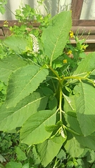 Phytolacca acinosa
