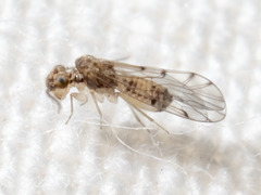 Ectopsocus californicus