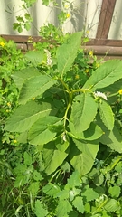 Phytolacca acinosa