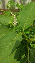 Phytolacca acinosa
